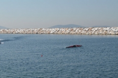 turkiye_sampiyonasi_agustos_2015_121